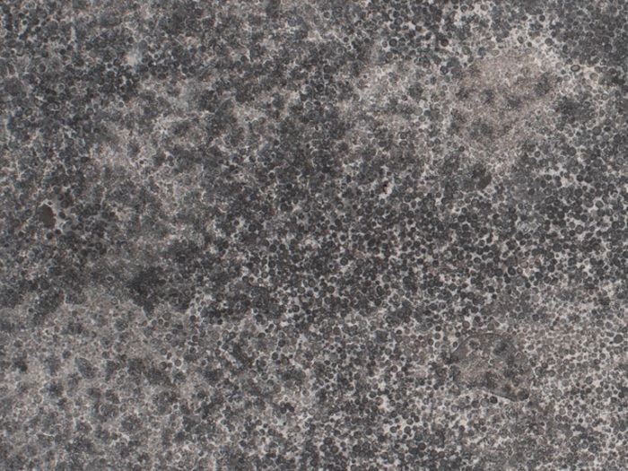 Hampton Limestone